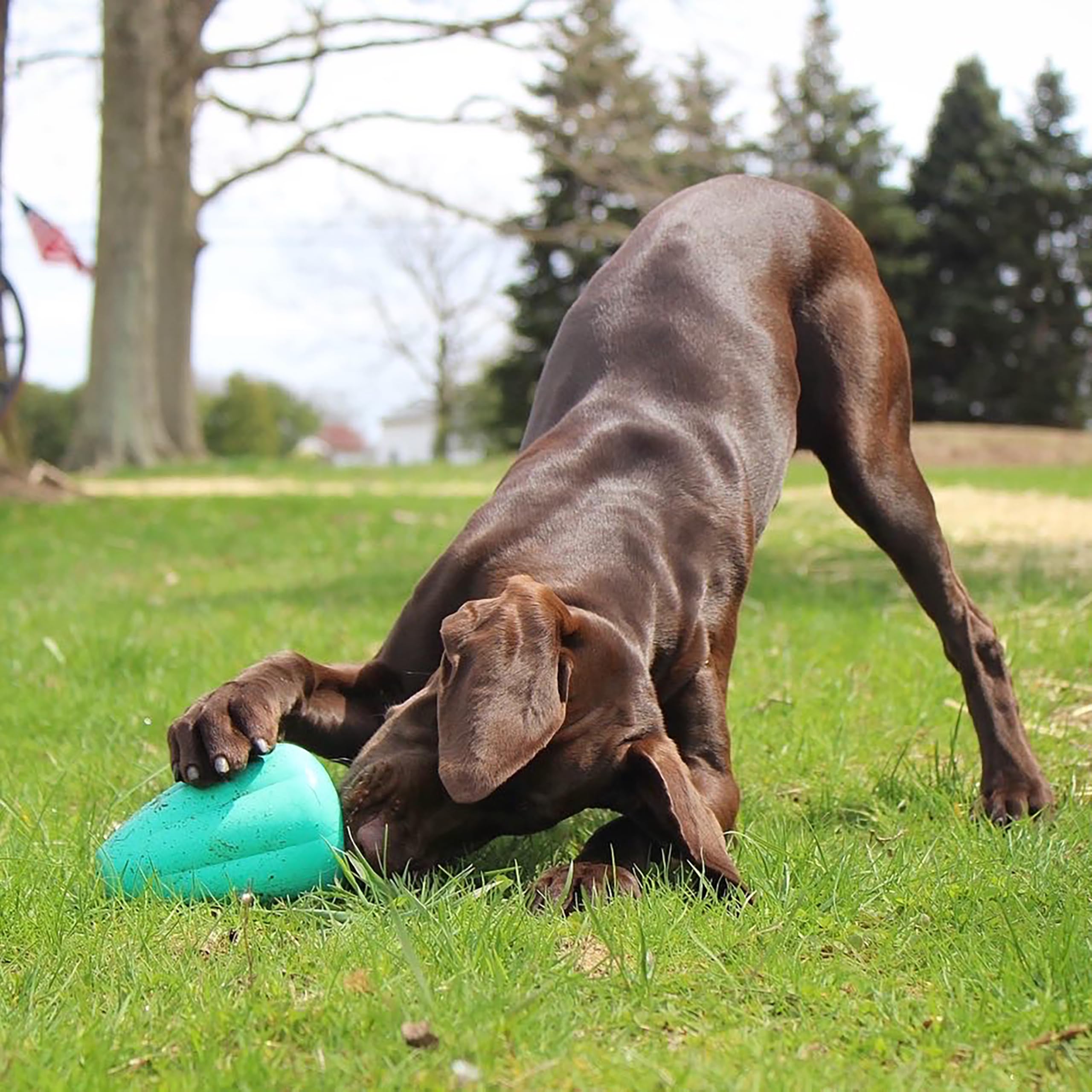 Chew King posé en intérieur lifestyle montrant intégration dans quotidien du chien