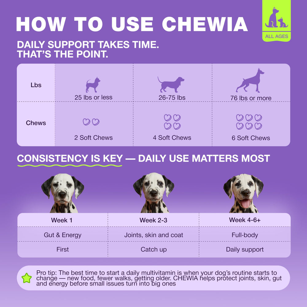 CHEWIA chien actif en parc, soutien de la mobilité visible