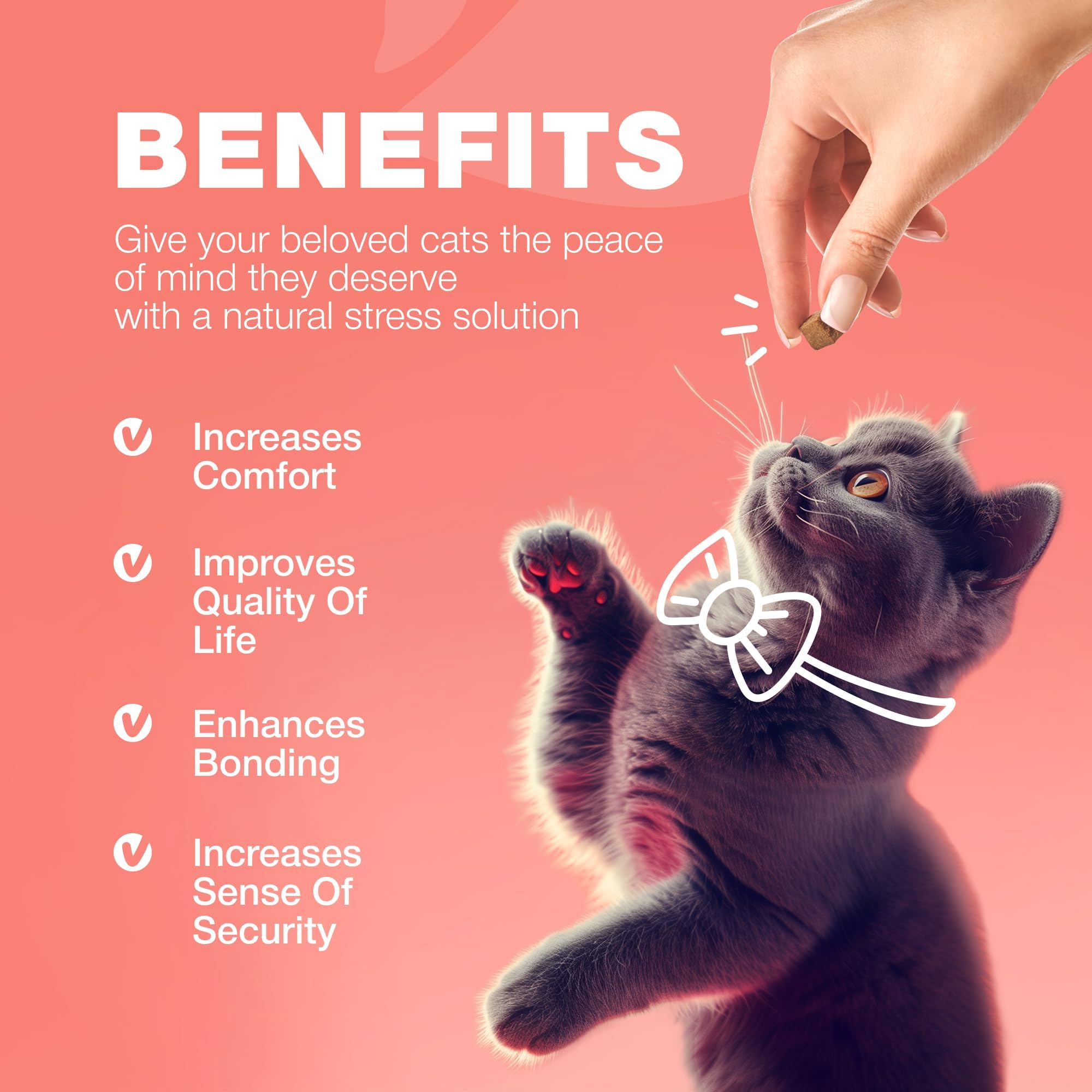 CHEWIA chat mange une friandise à la maison montrant acceptation facile