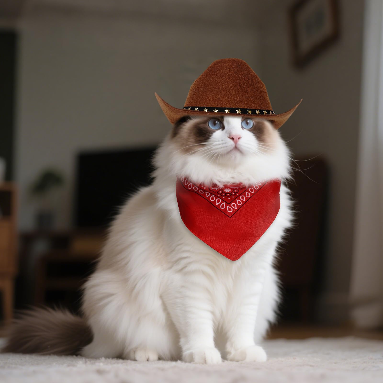 choyaxo chapeau porté par chien montrant rendu photo festif