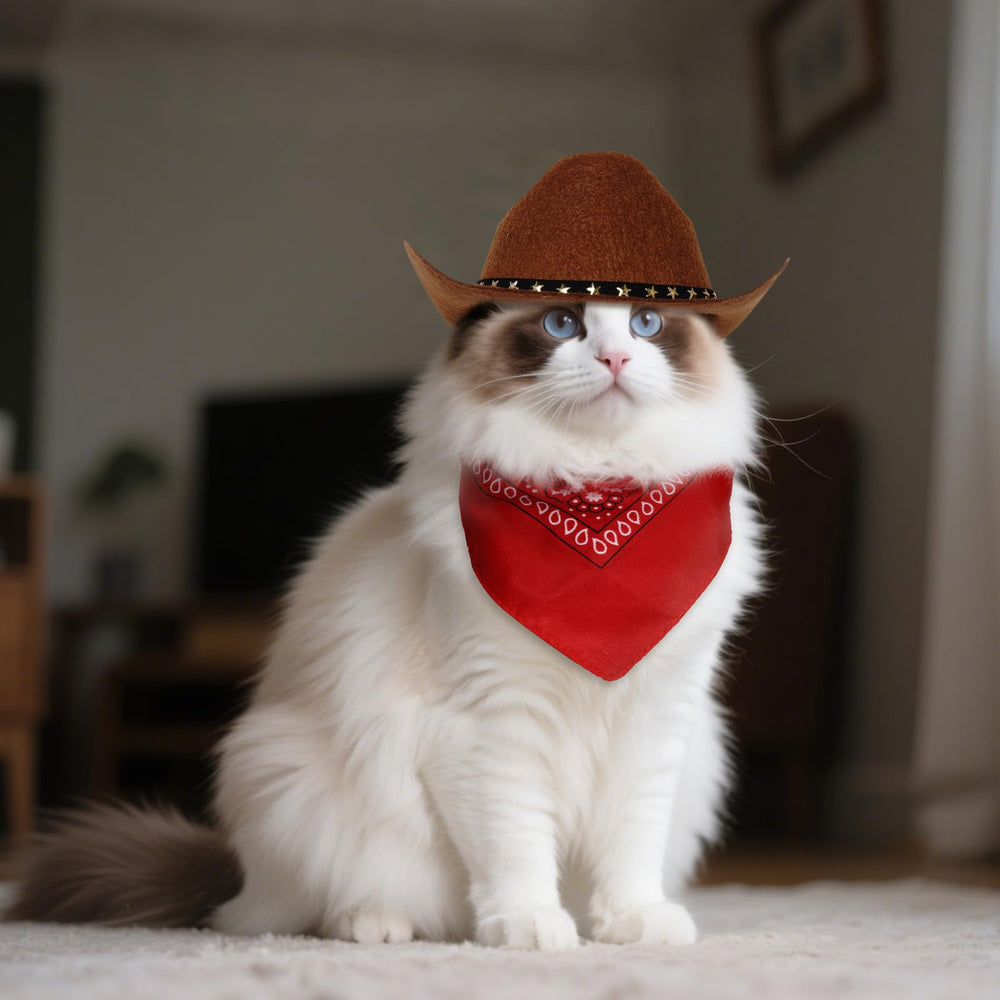 choyaxo chapeau porté par chien montrant rendu photo festif