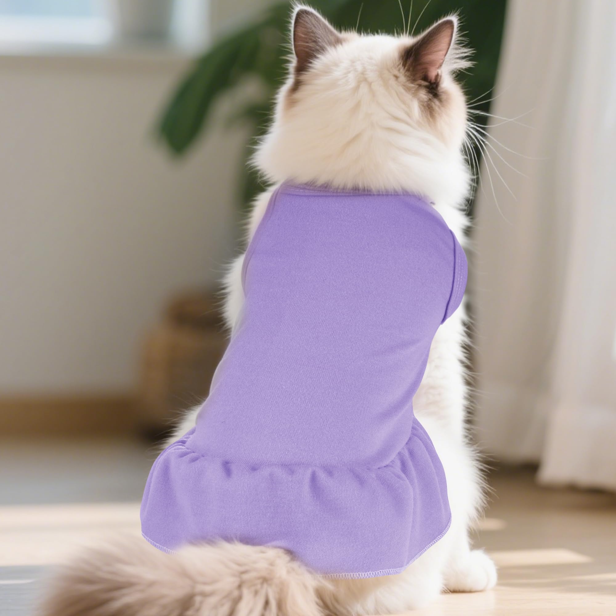 choyaxo scène lifestyle animal à la maison idéale pour photos
