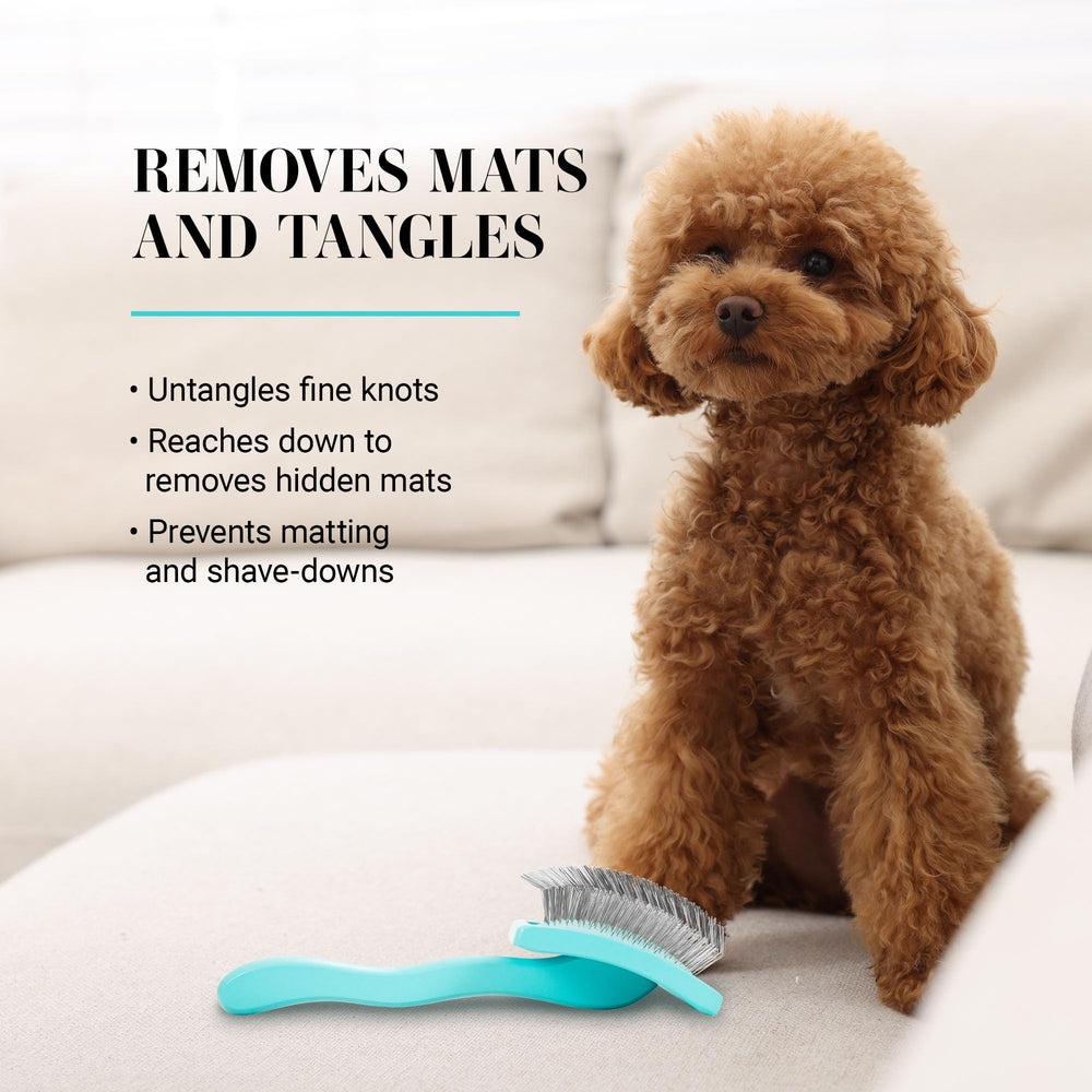 Chris Christensen brosse utilisée sur Goldendoodle pour styling facile