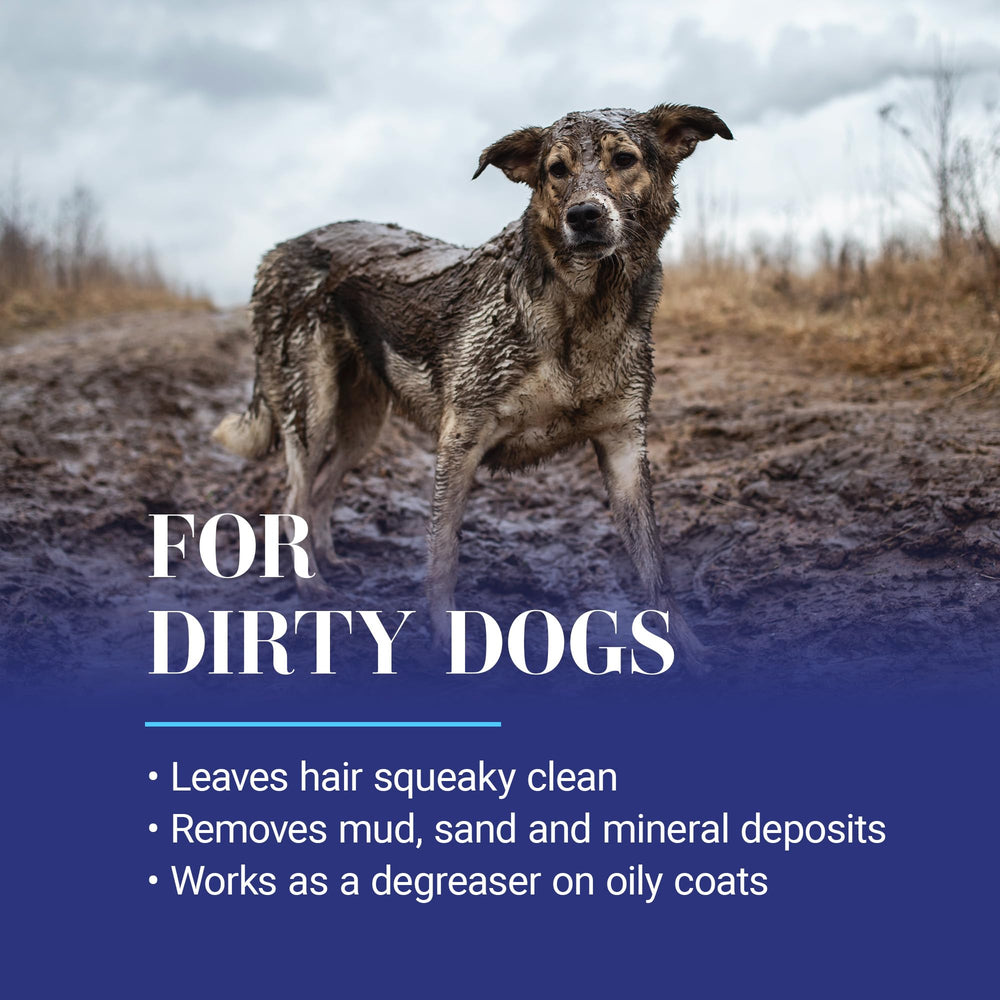 Chris Christensen shampooing en utilisation lors d’un bain de chien propre