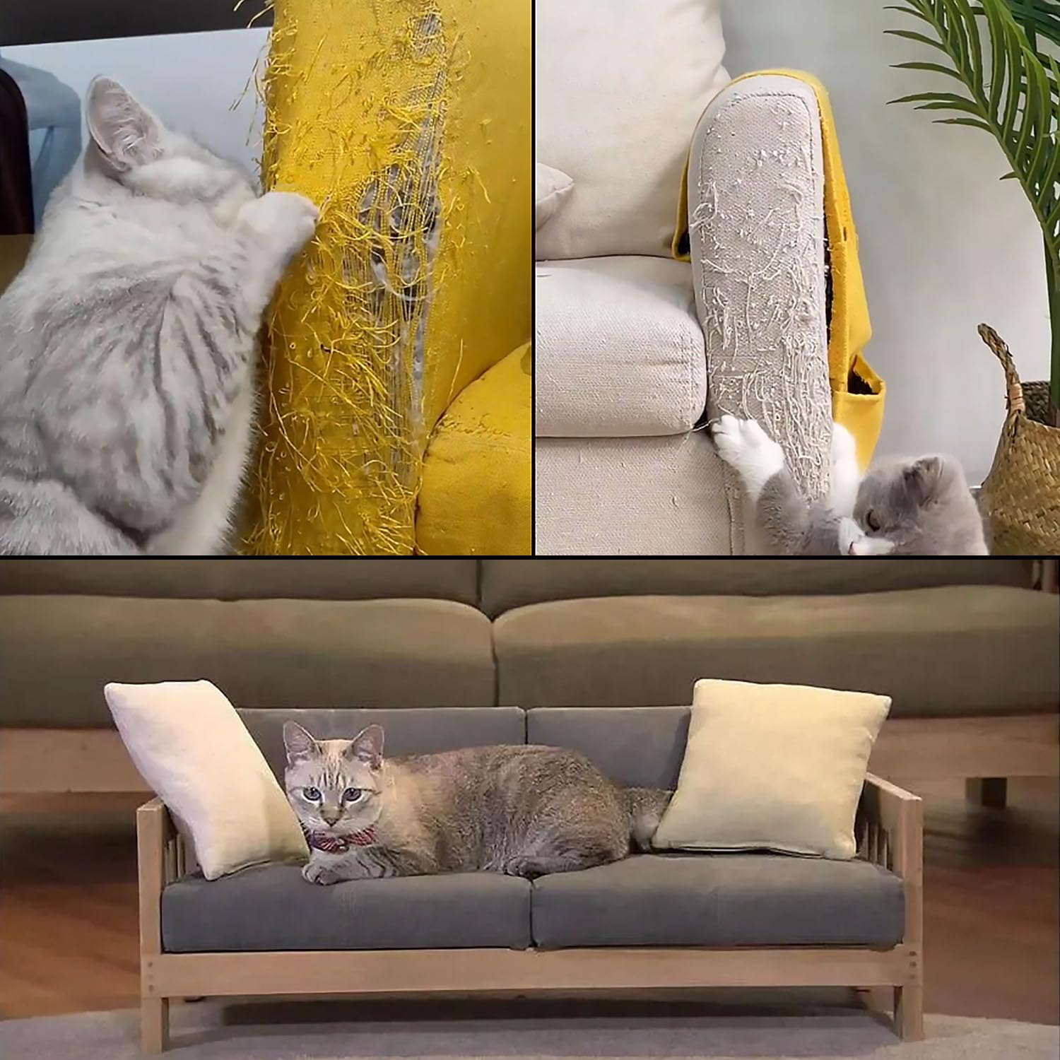 CHUANGSEED comparaison taille avec règle, largeur 4 pouces pour large couverture