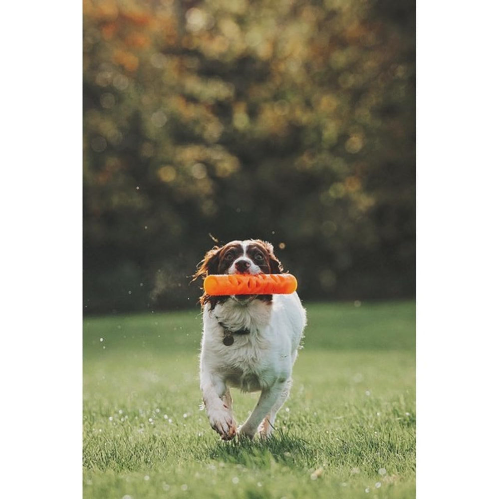 Chuckit! scène lifestyle au parc avec chien actif utilisant le bâton orange