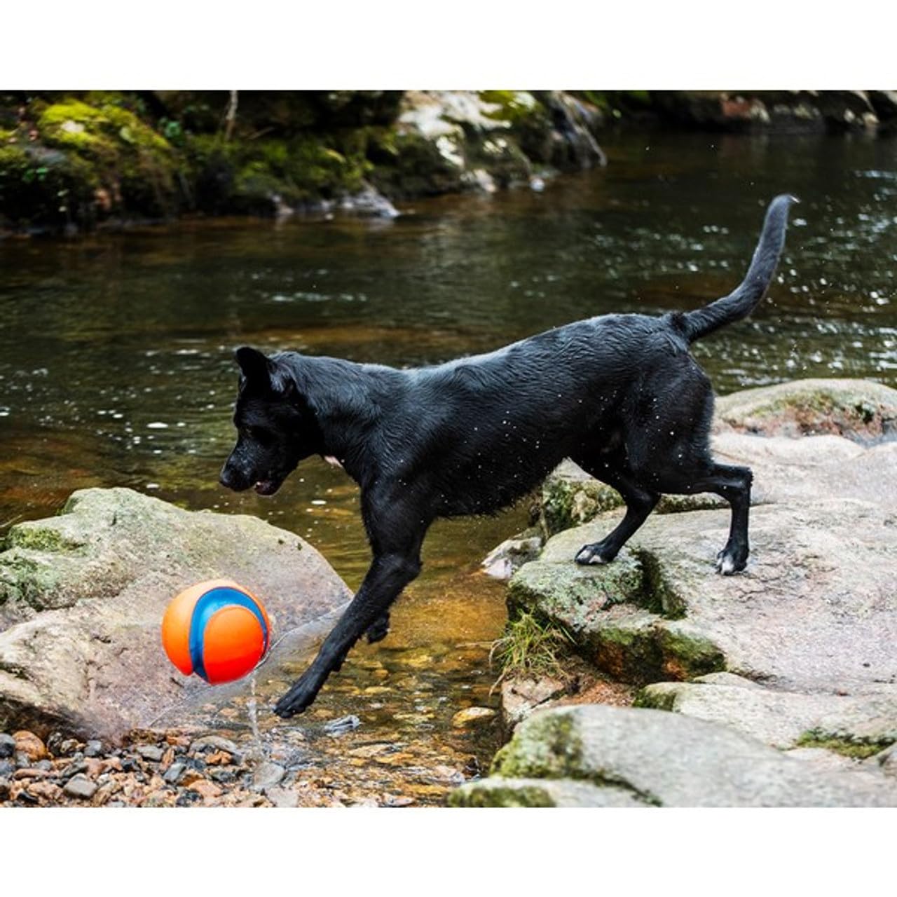 Chuckit! Amphibious Mega Ball posé à côté d'un objet, choix de taille clair pour chiens