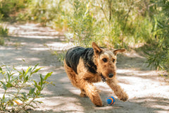 Chuckit! balle tenue dans la bouche du chien pour jeu sûr