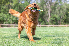 Chuckit! EcoFetch avec RingChaser montrant compatibilité pour lancers longs