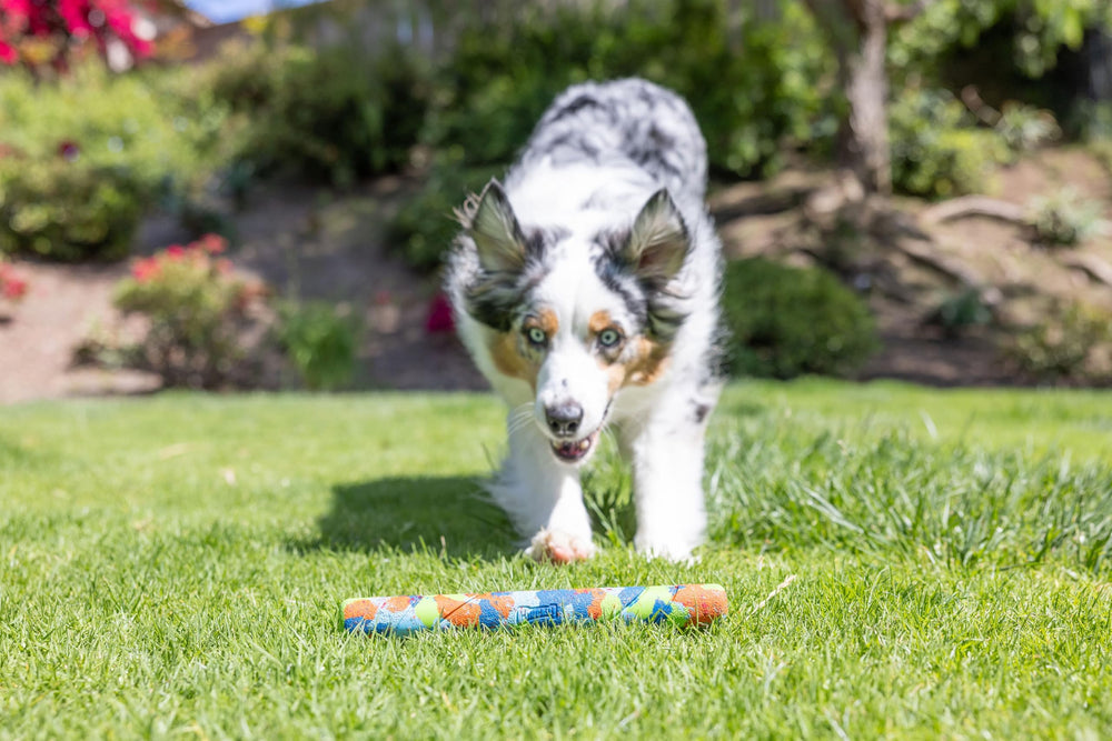 Chuckit! bâton en jeu avec chien illustrant lancer facile et récupération