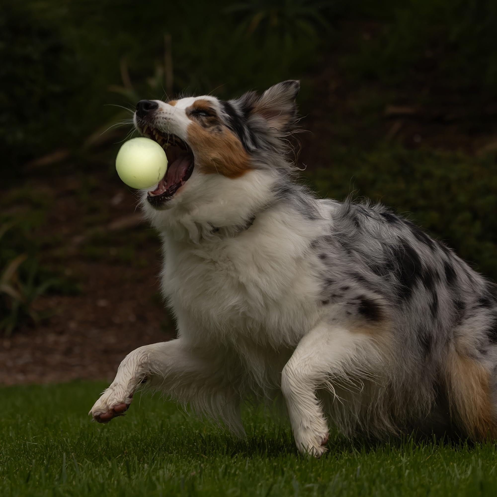 Chuckit! chien tenant la balle démontrant engagement et plaisir du jeu