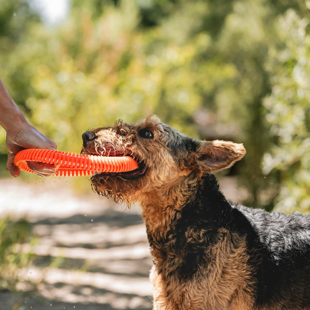 Chuckit! chien attrapant le Rugged Flyer en plein saut pour exercice actif