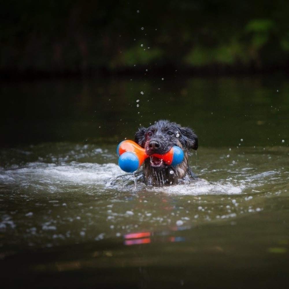 Chuckit! Tri-Bumper tenu dans la gueule d'un chien, forme contournée pour une prise facile