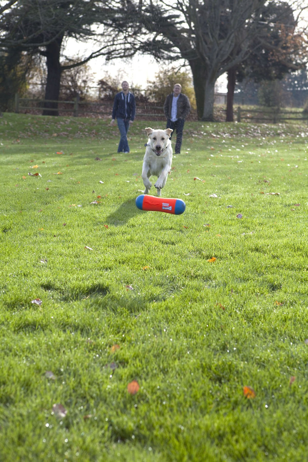 ChuckIt! chien en train de jouer avec le bumper, stimule l'exercice et le rapport