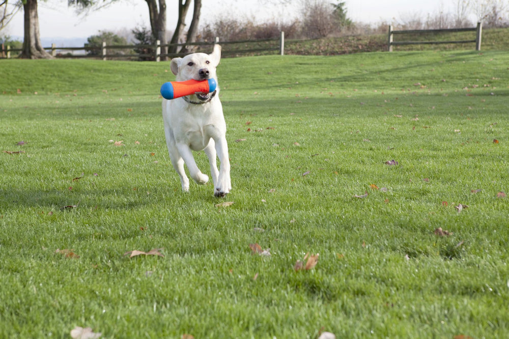 ChuckIt! comparaison taille avec une main, taille moyenne adaptée aux chiens