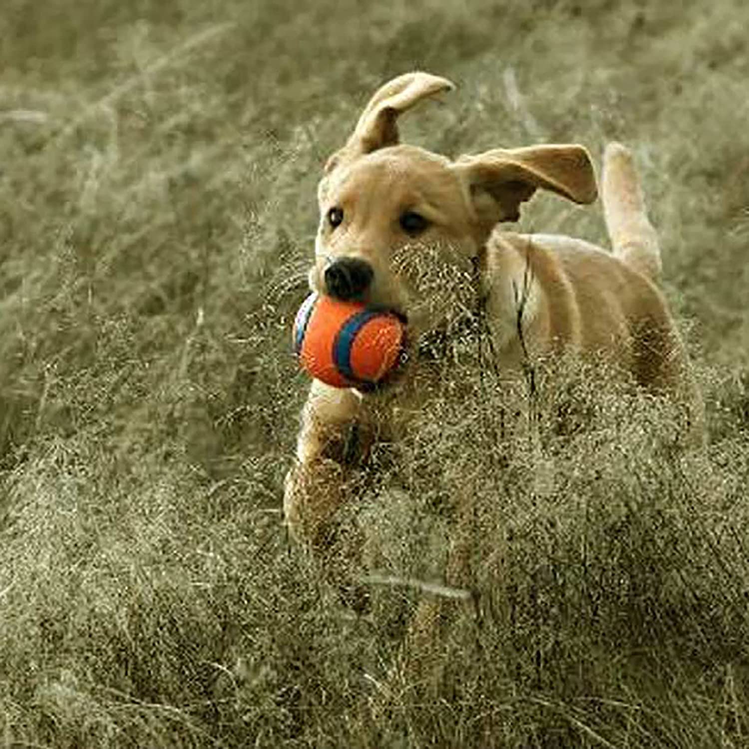 Chuckit! quatre balles sur l'herbe pour alternance pendant le jeu