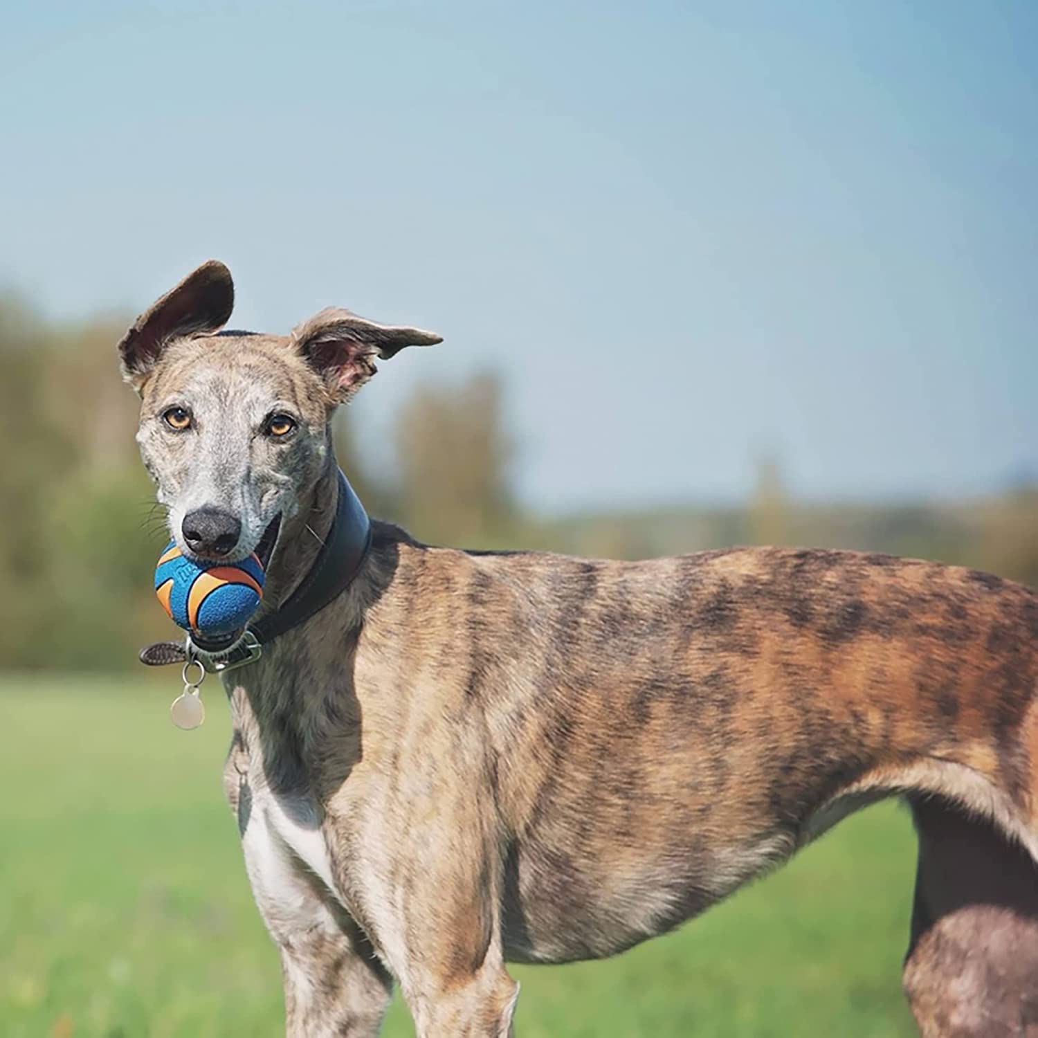 Chuckit! chien courant récupère la balle pour un exercice actif