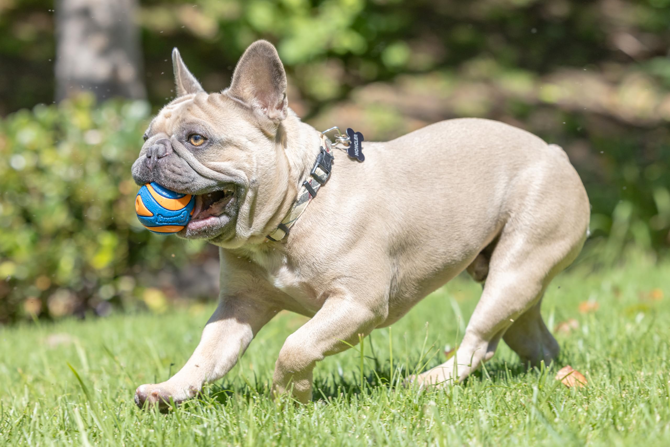 Chuckit! balle en main illustrant taille idéale pour chien