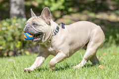 Chuckit! balle en main illustrant taille idéale pour chien