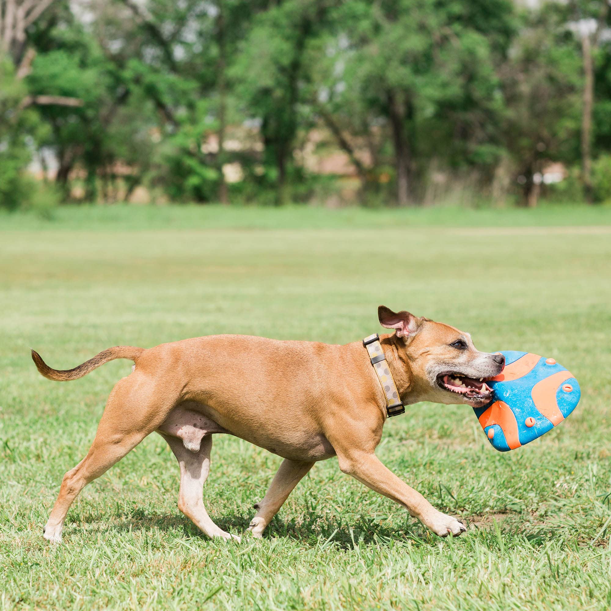 Chuckit! comparaison taille du disque pour confirmer adaptation chiens