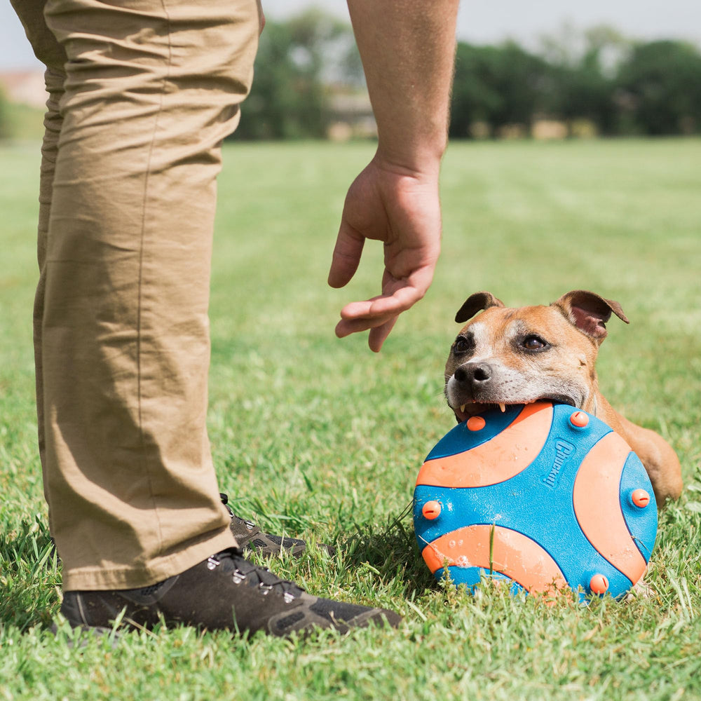 Chuckit! chien récupérant le Whistle Flight, favorise l'engagement