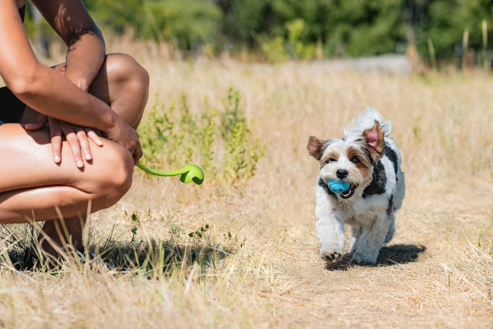 Chuckit! Whistler posée sur l'herbe, prête pour le fetch extérieur
