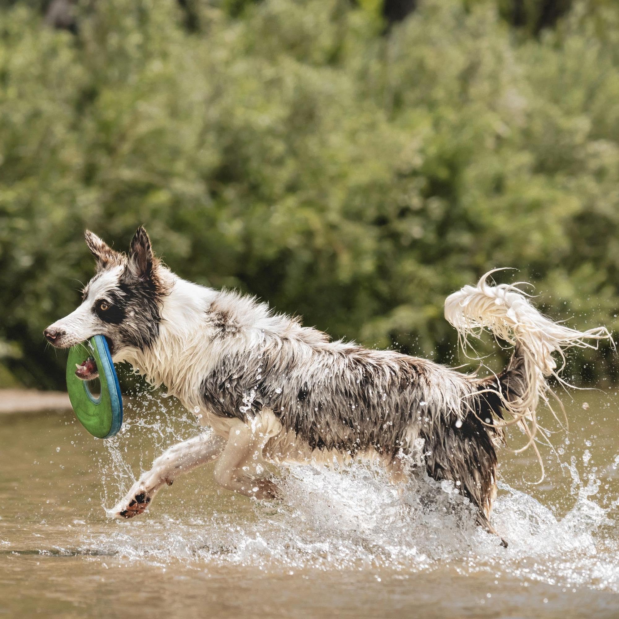 Chuckit! ZipFlight flottant sur l'eau facilitant la récupération par le chien