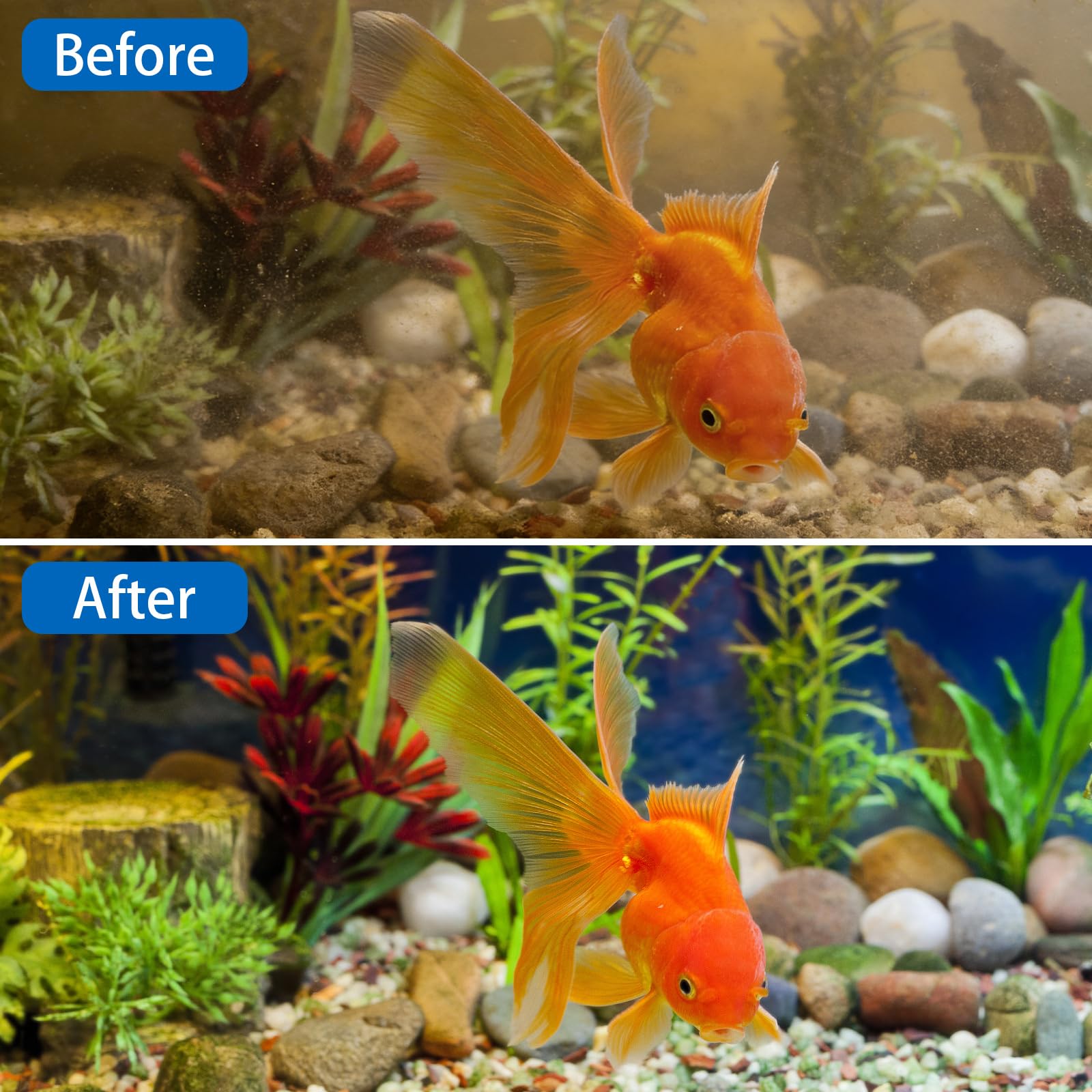 Chyodi aquariums avec eau claire après filtration montrant amélioration visuelle