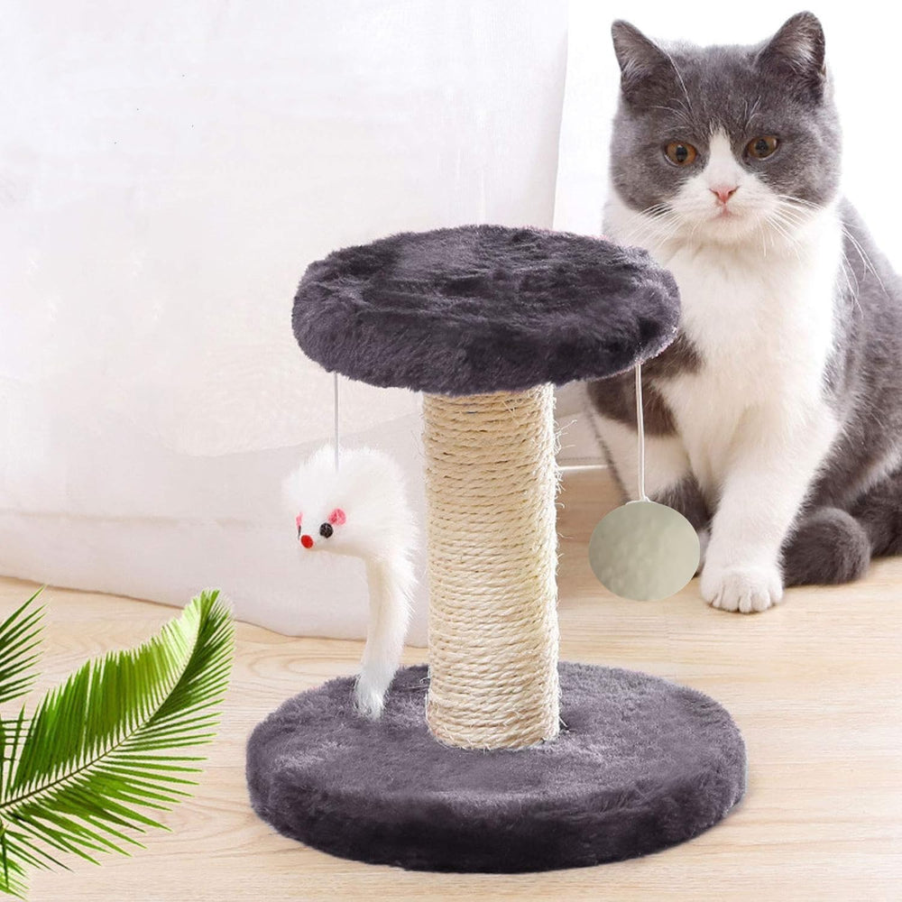 Cisila balle suspendue en jeu stimulant l'activité et l'intérêt du chaton