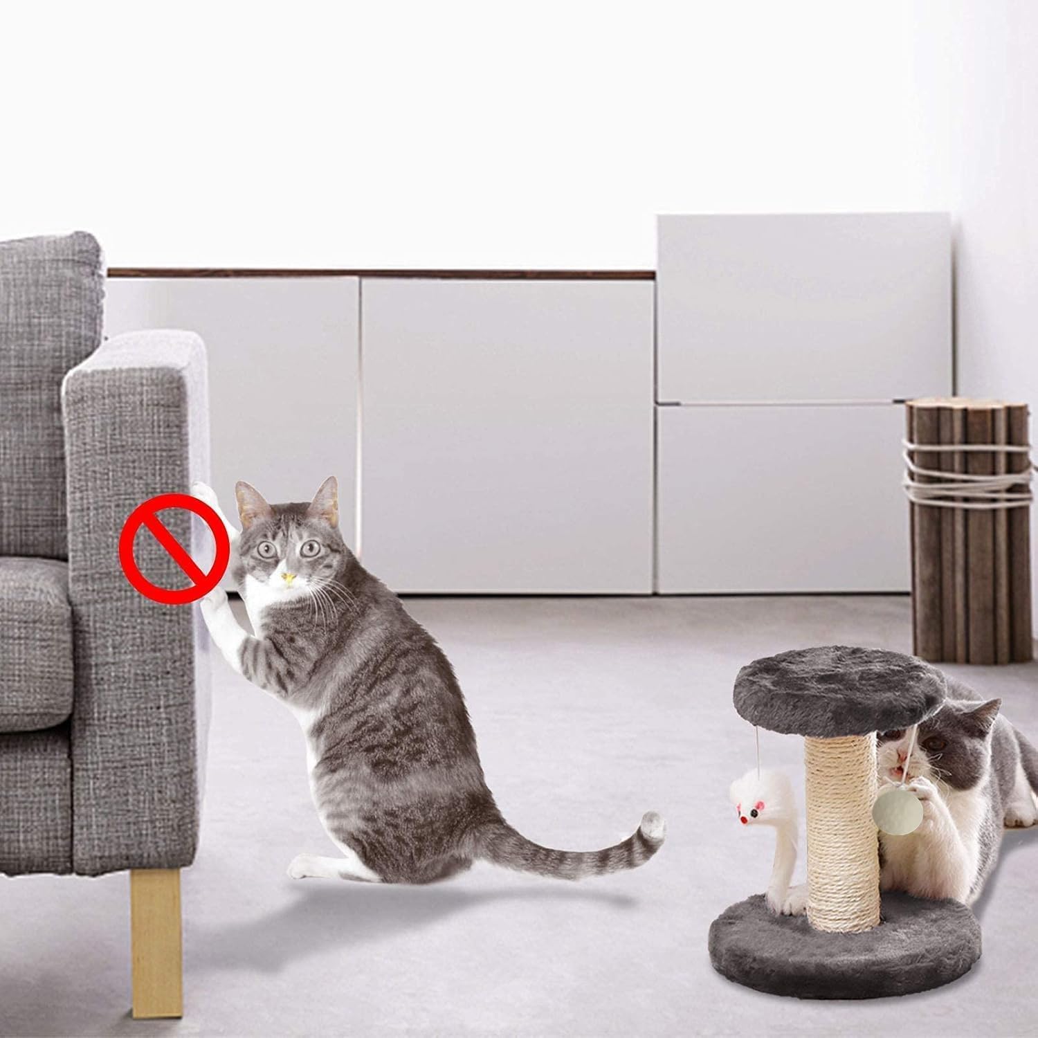 Cisila comparaison taille montrant l'échelle adaptée aux petits chats