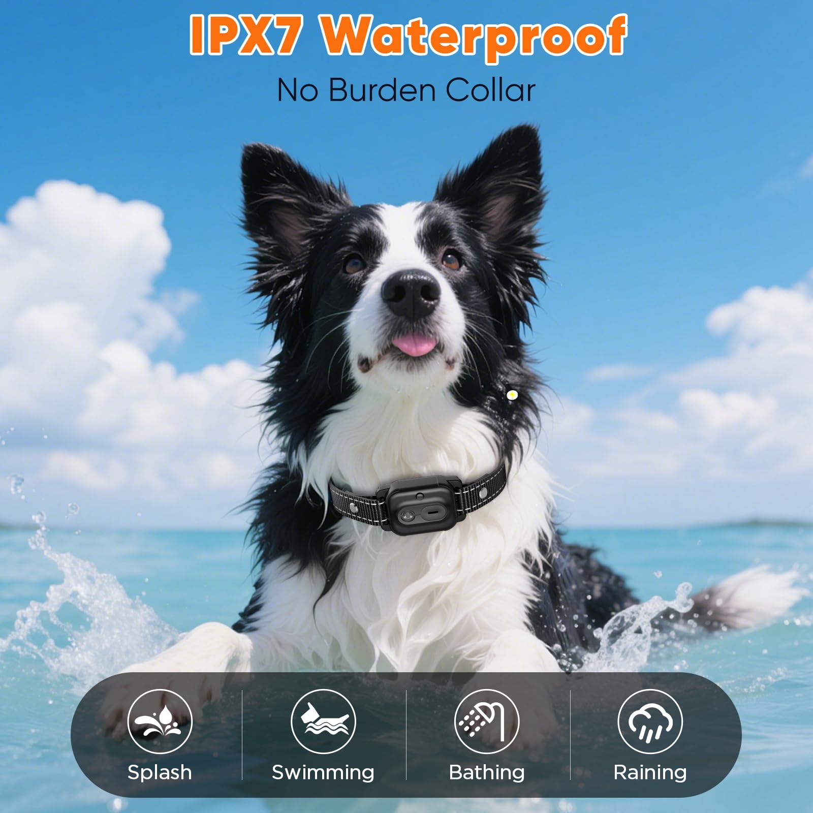 CIUZL collier porté sur chien moyen pour démontrer l’ajustabilité