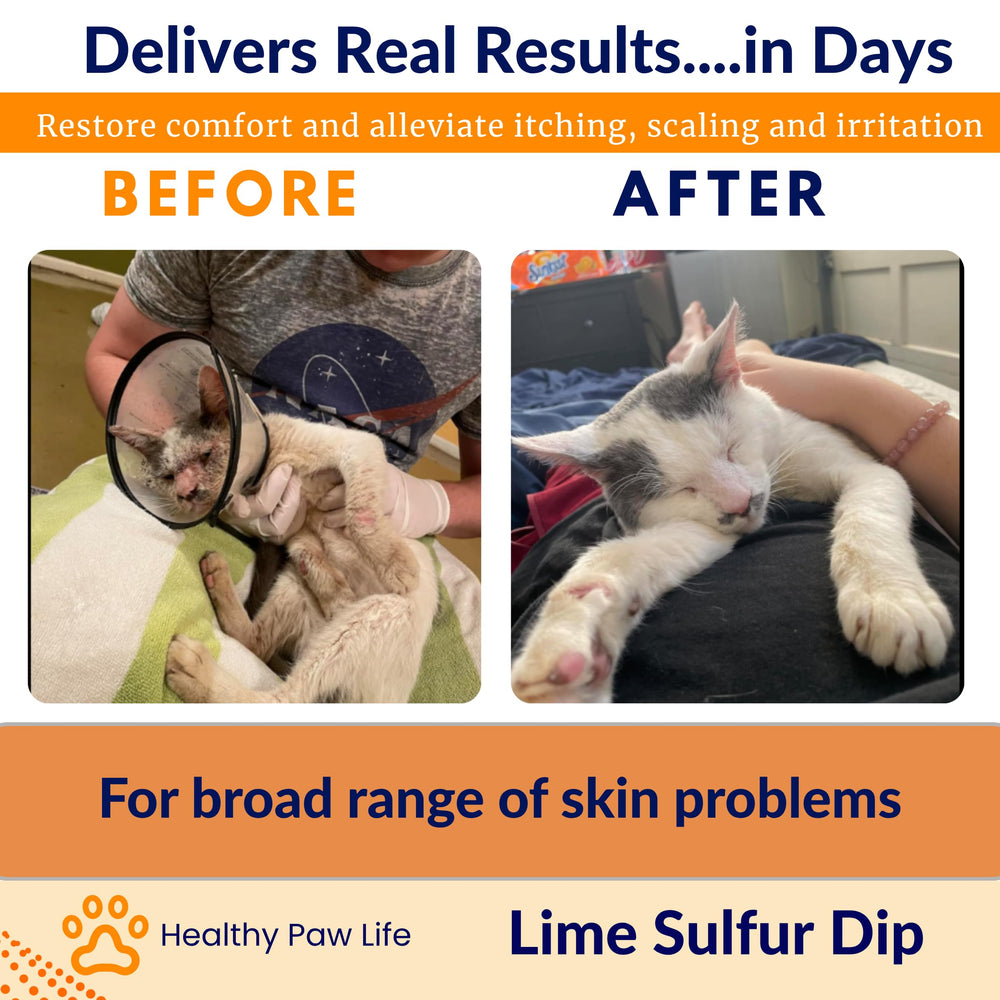 Classic's Lime Sulfur Dip application sur chiot apaisant démangeaisons