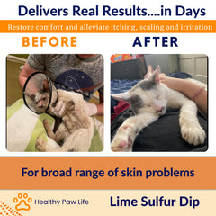 Classic's Lime Sulfur Dip application sur chiot apaisant démangeaisons
