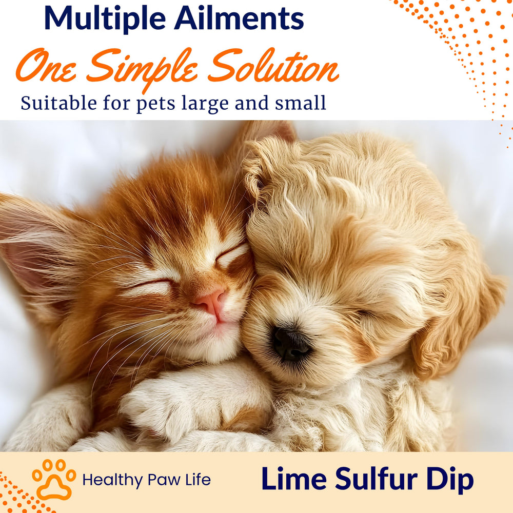 Classic's Lime Sulfur Dip bouteille 16 fl oz tenue en main pour proportion