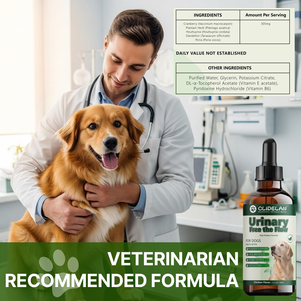 Chien adulte recevant Clidelan soutien urinaire réconfortant