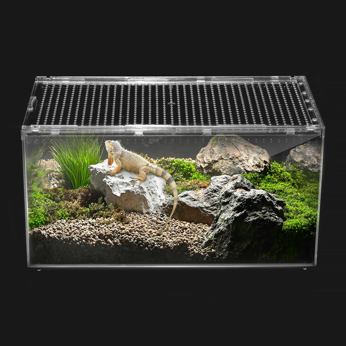 Clioran vue façade entière du terrarium XL montrant sécurité et clarté