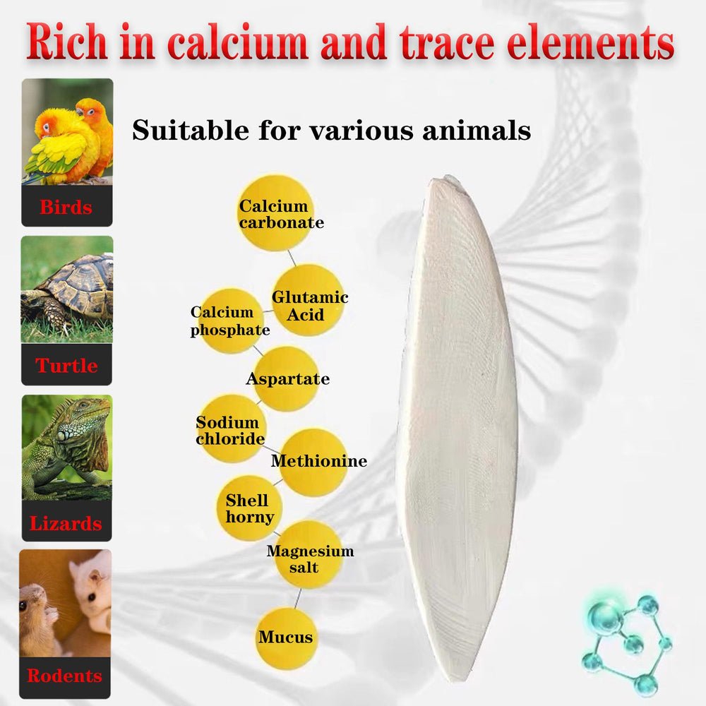 Clyairmao comparaison de taille avec règle, format pratique pour oiseaux