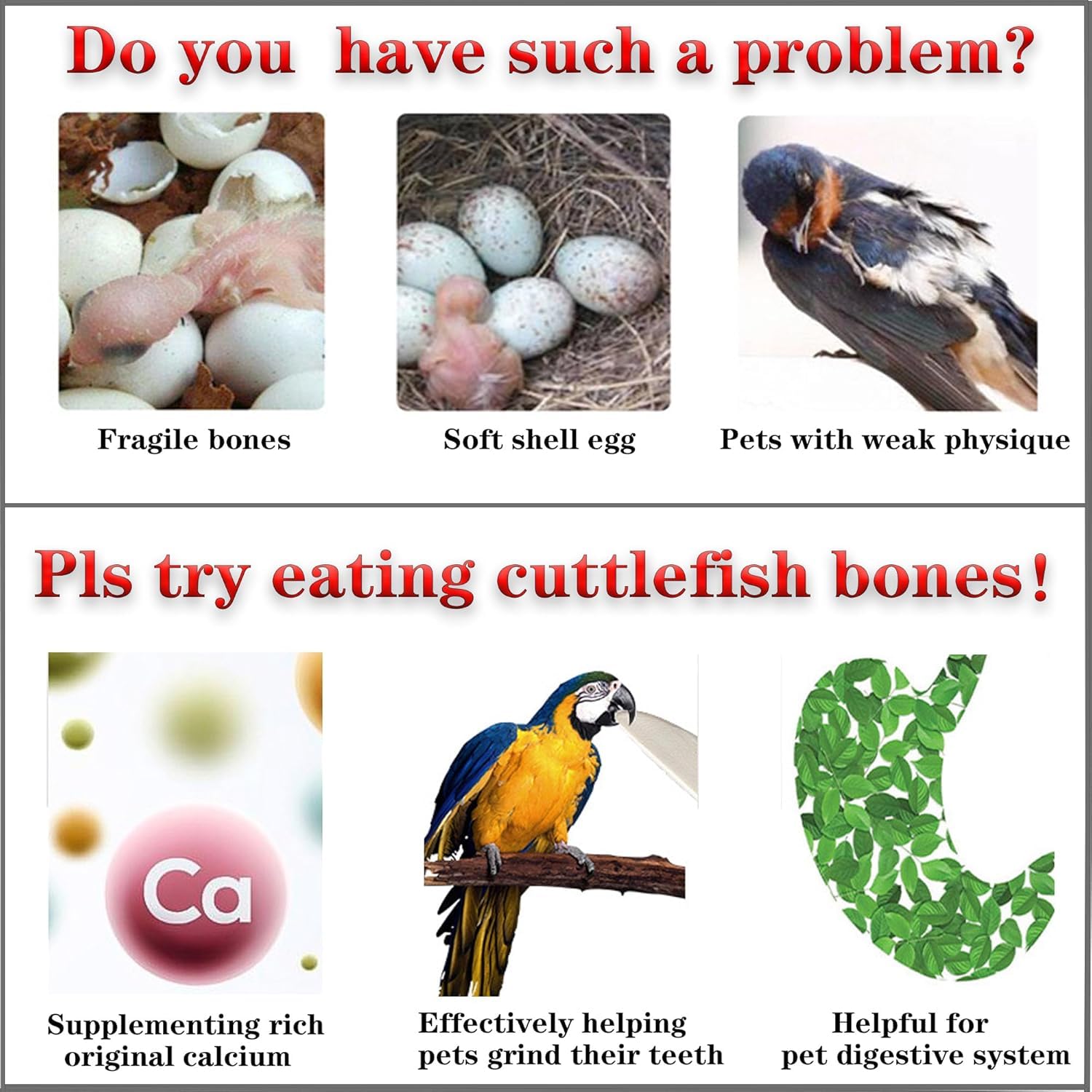 Clyairmao os de seiche comparaison taille dans main bénéfice taille idéale