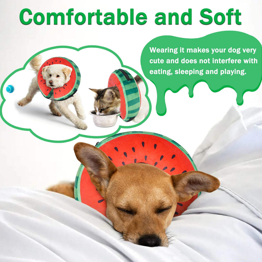 Cneo collar donut porté par chien montrant mobilité et sécurité