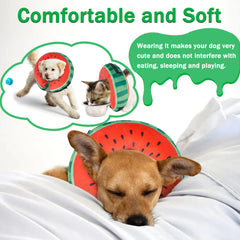 Cneo collar donut porté par chien montrant mobilité et sécurité