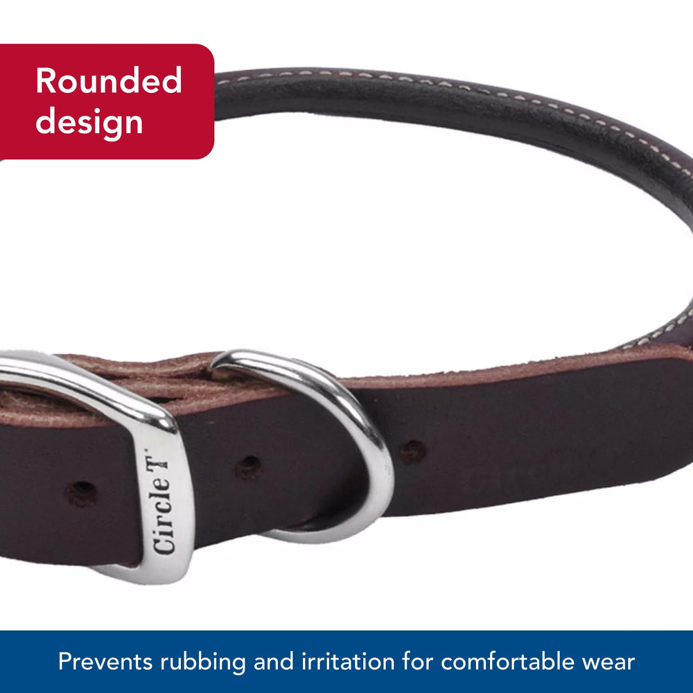 Coastal collier porté sur petit chien garantissant confort quotidien