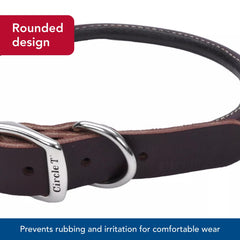 Coastal collier porté sur petit chien garantissant confort quotidien