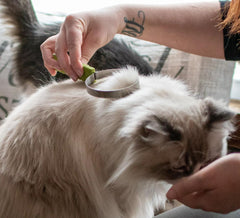 Coastal Safari outil en usage sur chat pour réduire les poils dans la maison