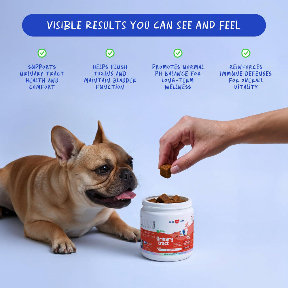 Coco and Luna chiot mangeant une friandise pour confort urinaire quotidien