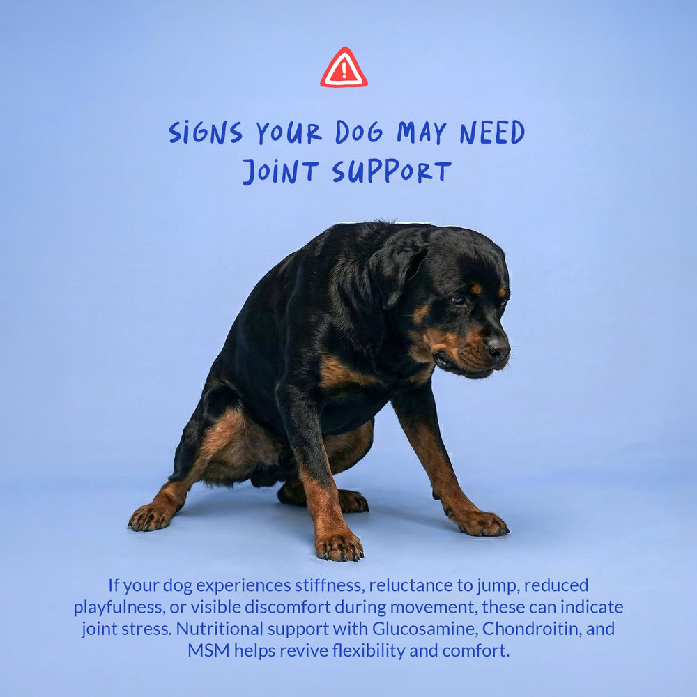 Coco and Luna produit en utilisation chien mange pour administration aisée