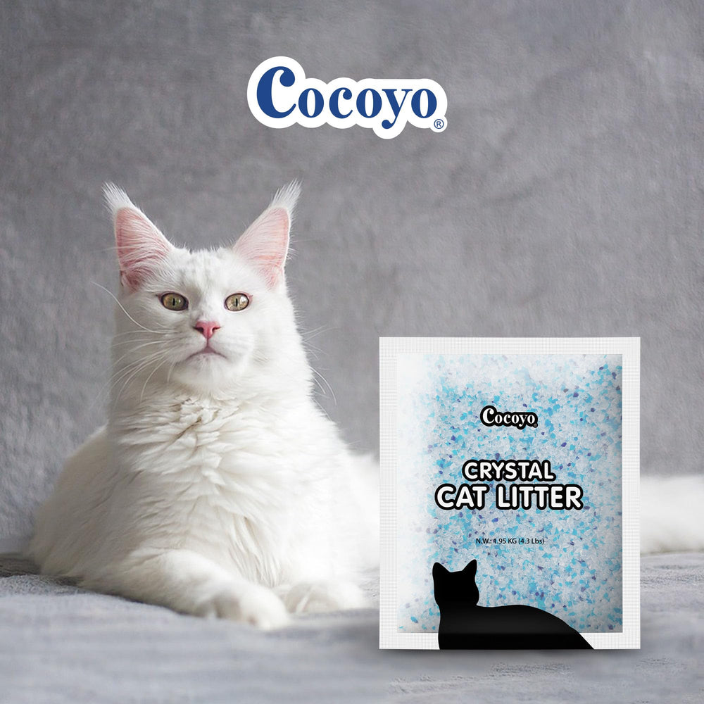 COCOYO gros plan sur cristaux de silice montrant texture absorbante bénéfique