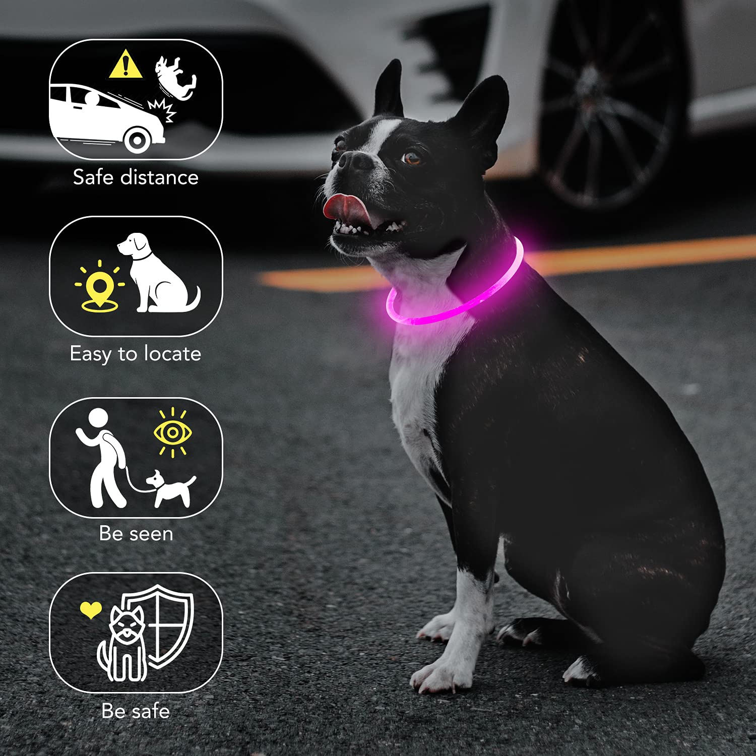 Colaseeme collier porté la nuit augmentant visibilité du chien