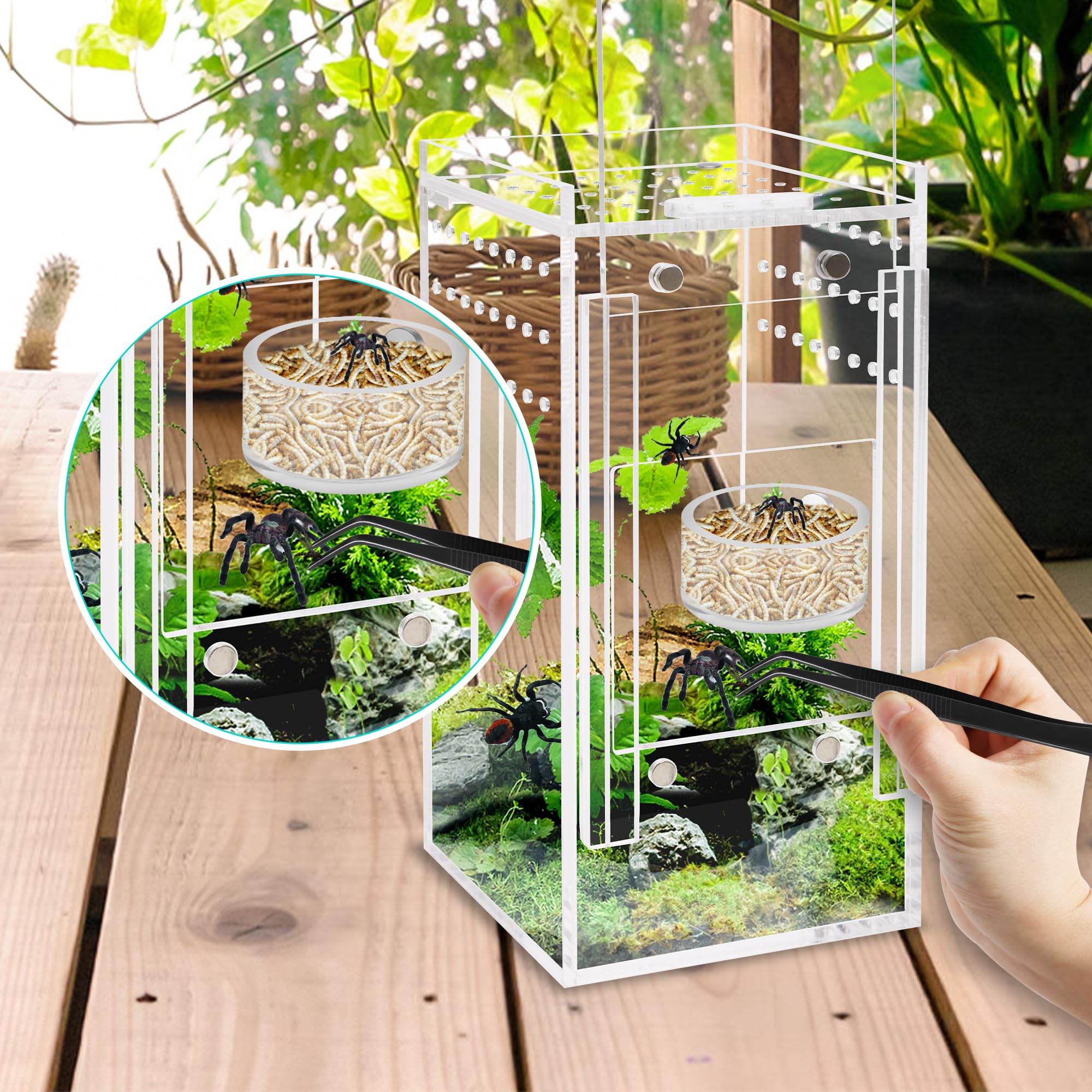 Coldairsoap comparaison taille montrant compacité adaptée aux terrariums