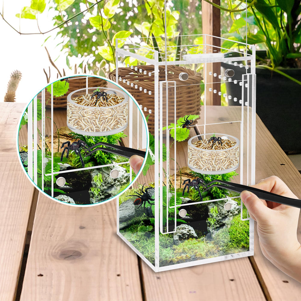Coldairsoap comparaison taille montrant compacité adaptée aux terrariums