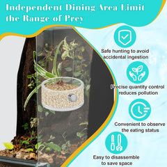 Coldairsoap gamelle en terrarium illustrant alimentation contrôlée